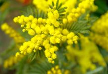 Mimosa: Der Winter trägt Gelb – und lächelt Mimosa