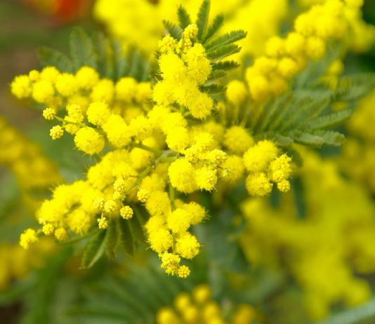 Alpes-Maritimes: Die Mimose – Symbolpflanze des Tanneron Mimosa