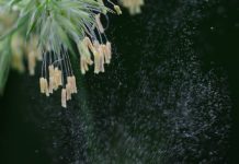 Pollenallergie: Warnstufe Rot in Frankreich erreicht Pollenflug