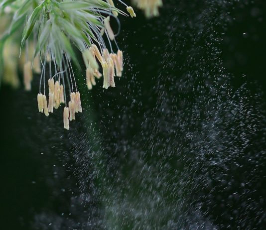 Pollenallergie: Warnstufe Rot in Frankreich erreicht Pollenflug