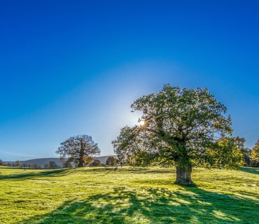 Wetter: 25 aufeinanderfolgende Tage ohne Regen in Frankreich – ein Rekord seit 1989 Baum_Sonne
