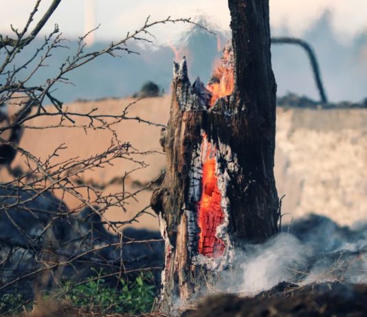 Flammen in Südfrankreich – Angst, Asche und die bange Frage nach der Zukunft Waldbrand_Feuer_im_Boden