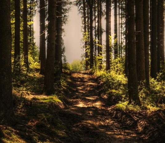 Rätselraten nach der Entdeckung von zwei Skeletten innerhalb weniger Tage in Gemeindewald bei Lyon Waldweg_Bäume