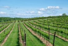 Landwirtschaft: Winzer in der Krise stellen nun Olivenöl her Weinberg