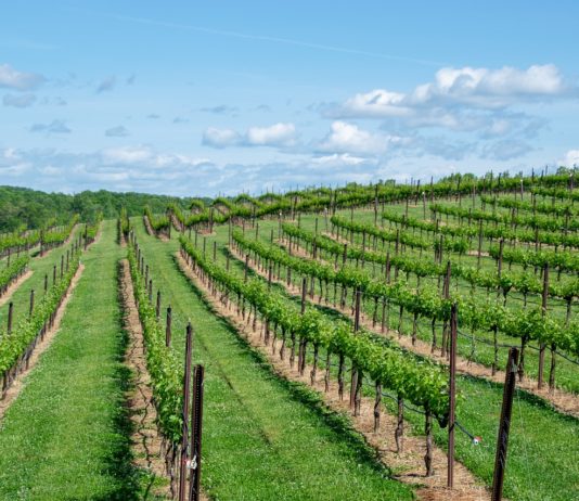 Landwirtschaft: Winzer in der Krise stellen nun Olivenöl her Weinberg