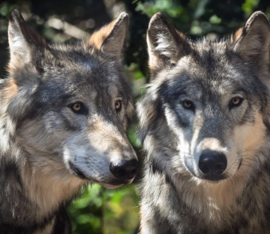 Jura: Das schwierige Verhältnis von Viehzüchtern und Wölfen Wolf_Wölfe
