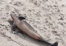 Meeresschutz oder Profit? Der Kampf um die Delfine im Golf von Biskaya Toter_Delfin