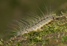 Die Prozessionsspinnerraupen sind zurück: Wie kann man sich vor ihnen schützen und sie wieder loswerden? Prozessionsraupen