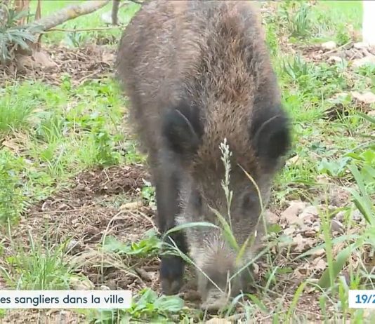 In Marseille wird starke Ausbreitung von Wildschweinen beobachtet Wildschwein_Marseille