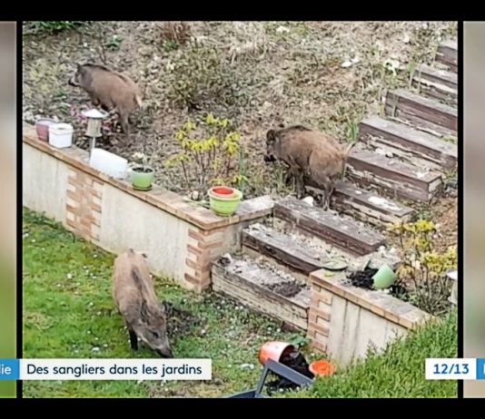 Rouen: Wildschweine siedeln sich in den Gärten an Wildschweine_Garten_ScreenF3