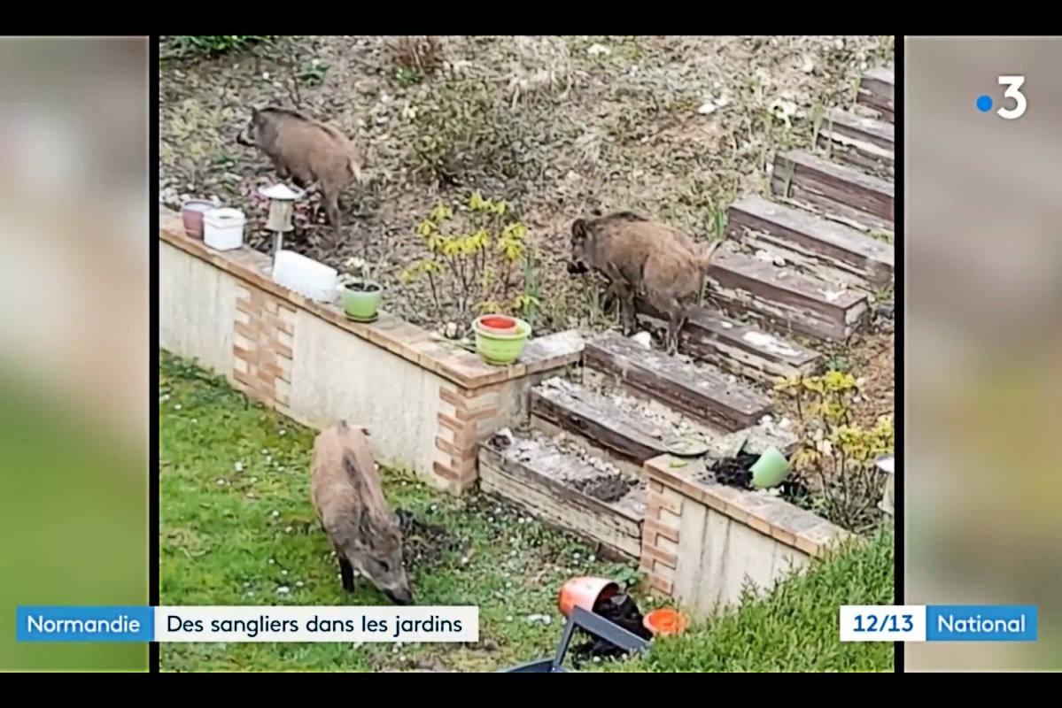 Rouen: Wildschweine siedeln sich in den Gärten an