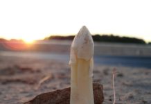 Der Beginn der Spargelernte kündigt den Frühling an Spargelzeit