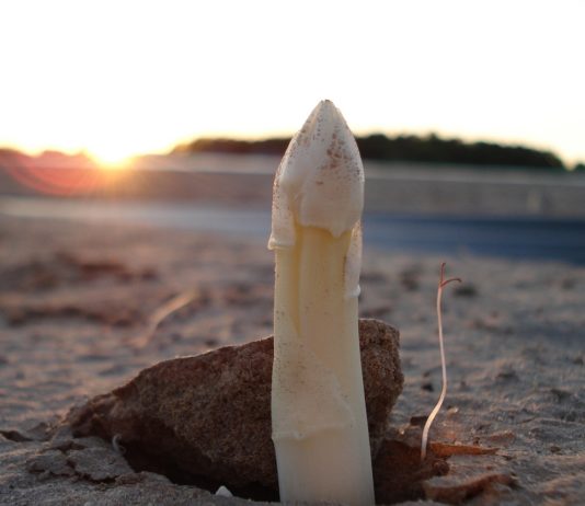 Der Beginn der Spargelernte kündigt den Frühling an Spargelzeit