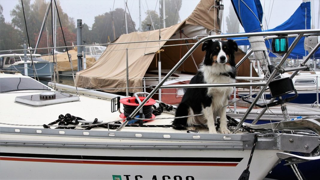 Segelboot_Hund