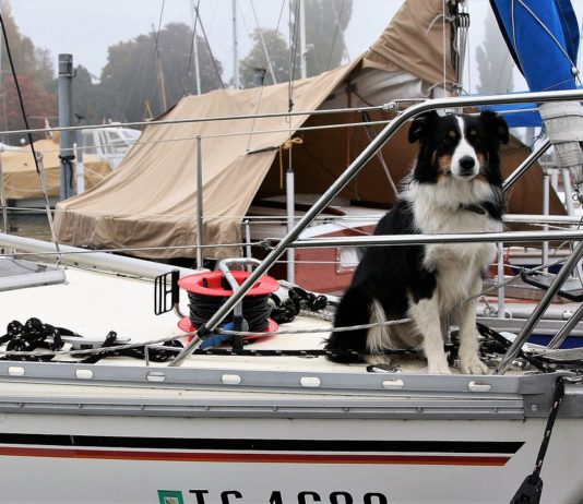 Neue Ideen: Unternehmen baut Segelboote zu Camping-Bungalows um Segelboot_Hund