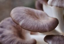 In Straßburg werden in einem ehemaligen deutschen Bunker Pilze gezüchtet Austernpilz