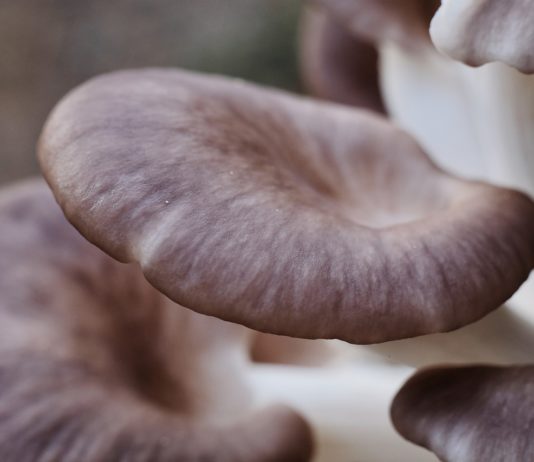 In Straßburg werden in einem ehemaligen deutschen Bunker Pilze gezüchtet Austernpilz