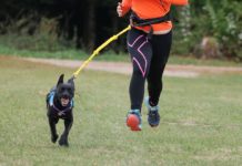 3 vergiftete Hunde bei der französischen Canicross-Meisterschaft Canicross