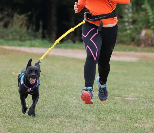 3 vergiftete Hunde bei der französischen Canicross-Meisterschaft Canicross