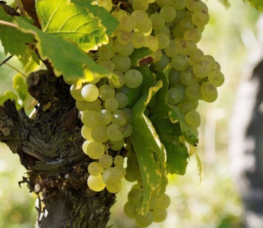 Burgunderweine dieses Jahr im Ausland immer gefragter Weinberg