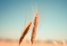 Bio in Zeiten der Dürre – Wie Landwirte im Finistère um ihre Existenz kämpfen Getreide