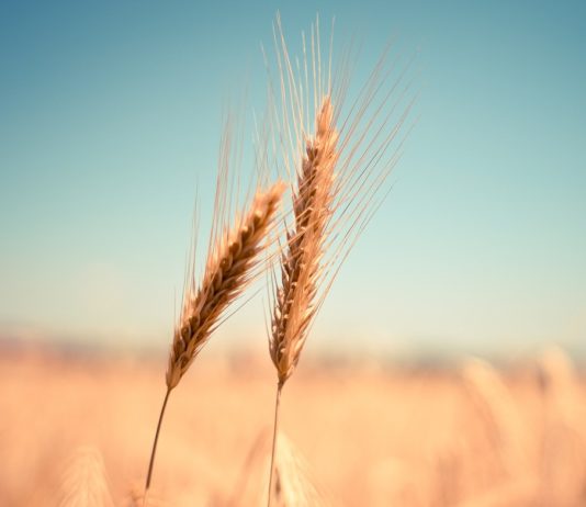 Bio in Zeiten der Dürre – Wie Landwirte im Finistère um ihre Existenz kämpfen Getreide