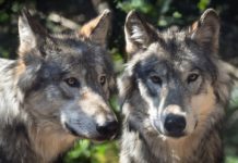 Wolfangriff bei einer Schule in Bormes-les-Mimosas sorgt für Unruhe Wölfe