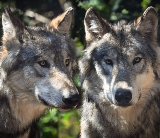 Marseille: Ein Wolfsrudel auf den Anhöhen der Stadt Wölfe