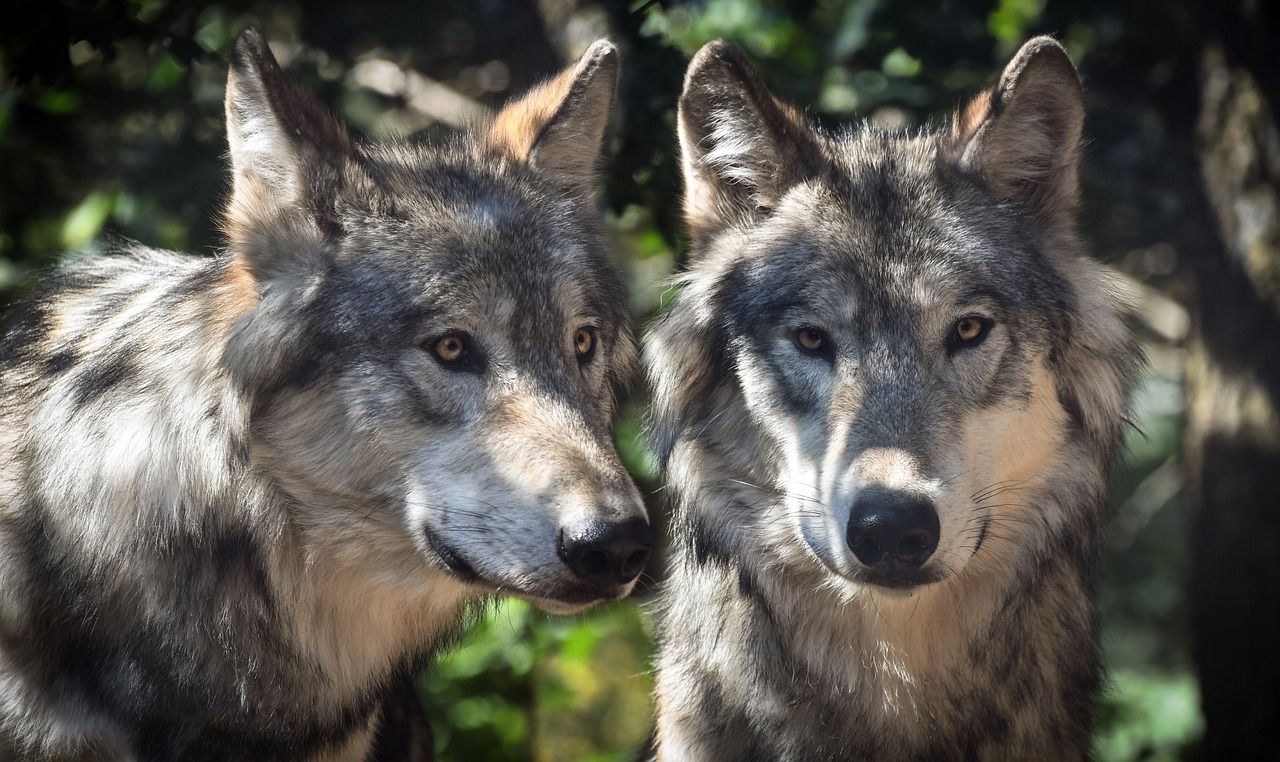 Wolfangriff bei einer Schule in Bormes-les-Mimosas sorgt für Unruhe