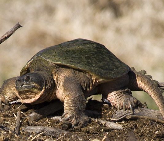 Vorsicht vor dem Biss der Schlangenschildkröte, einer als „gefährlich“ eingestuften Art, die sich bei uns ausbreitet! Schlangenschildkröte_Schnappschildkröte_Wiki