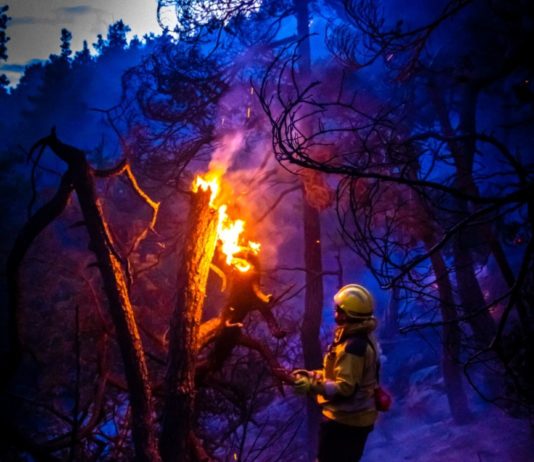 Mehrere Waldbrände in den Alpes-Maritimes geben Anlass zur Sorge Waldbrand_06
