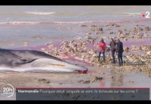 Umwelt: Zwei Wale in der Normandie gestrandet Toter_Wal_Normandie_ScreenF2