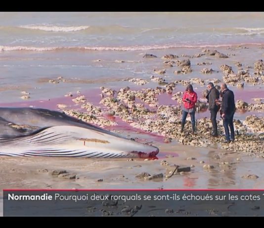 Umwelt: Zwei Wale in der Normandie gestrandet Toter_Wal_Normandie_ScreenF2