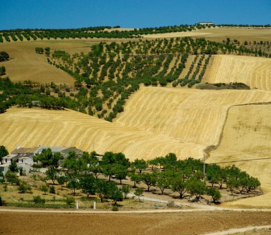Ungewöhnliche Dürre in Spanien: Welche Folgen hat das für Frankreich? Andalusien_Olivenöl