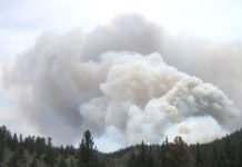 Flammendes Europa: Warum der Kontinent seine Wälder nicht mehr in den Griff bekommt Waldbrand