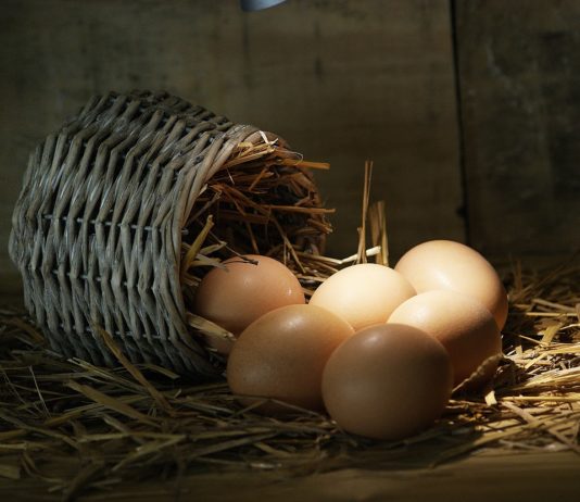 Verbraucherwarnung: Kontaminierte Eier in der Region Île de France Eier