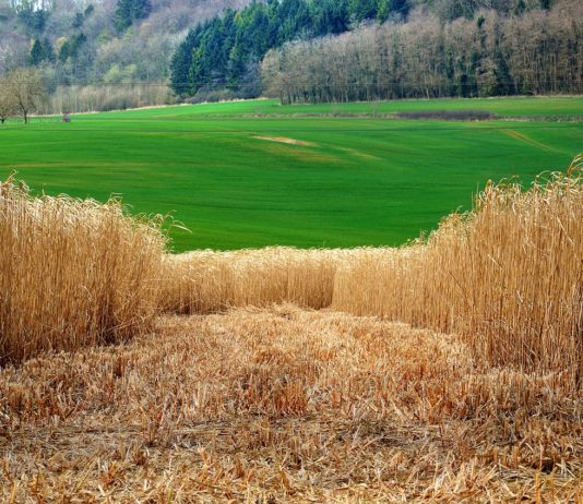Im Elsass heizt eine Gemeinde mit lokal angebautem Schilf Miscanthus_Schilf