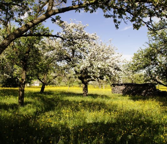 Pyrénées-Orientales: Obstbauern kämpfen mit der Dürre Obstplantage