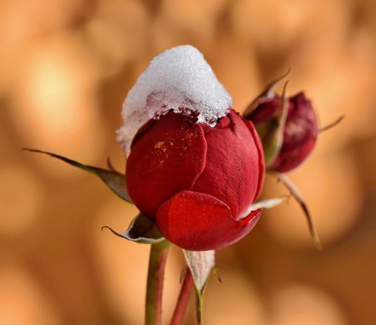 Muss man sich dieses Jahr vor den Eisheiligen fürchten? Rose_Frost