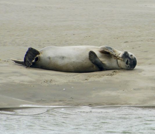 Frankreich und seine Regionen: Hauts-de-France Robbe_Strand
