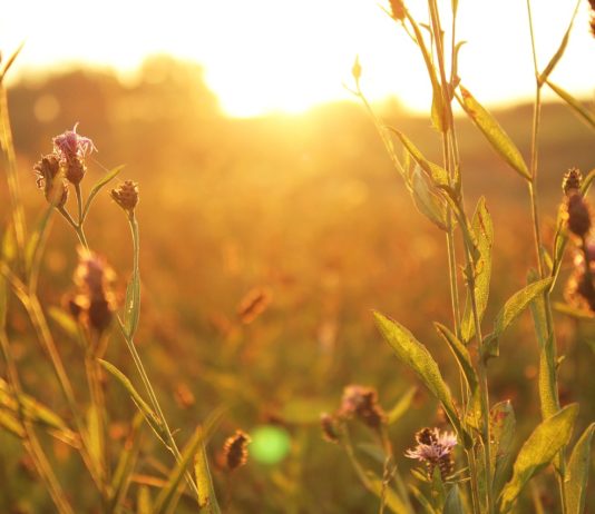 Wetter: Niederschläge oder Hitze – was hat Frankreich in den nächsten drei Monaten zu erwarten? Wiese_Sonne