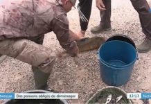 In den Pyrénées-Orientales müssen wegen Trockenheit Fische umgesiedelt werden Fische_umsiedeln_ScreenF3