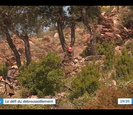 Brandgefahr: Die Natur säubern kann Leben retten Landschaftspflege