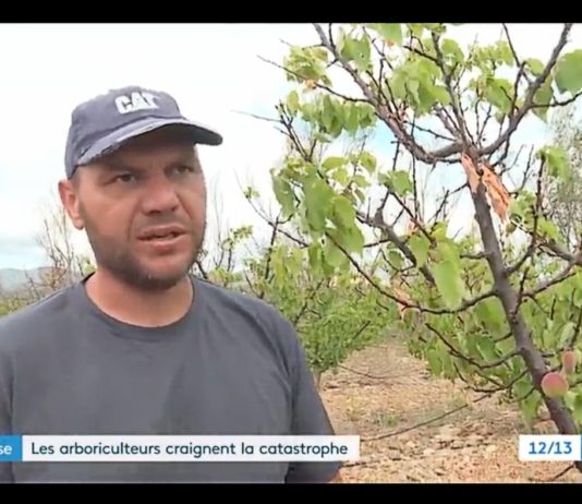 Dürre: In den östlichen Pyrenäen befürchten die Landwirte eine Katastrophe Obstbauer_ScreenF3