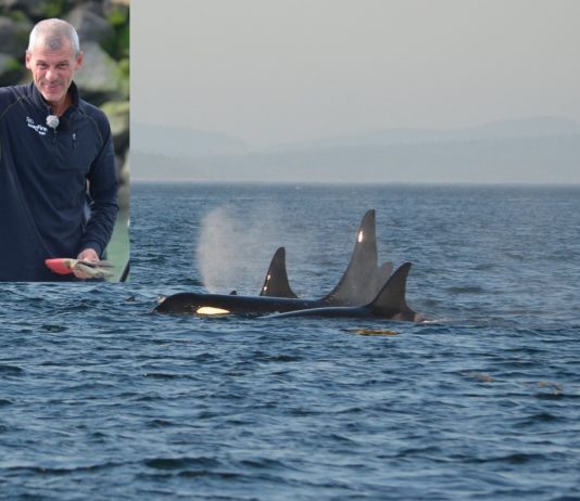 Eine Gruppe Killerwale greift Boot eines ehemaligen Skippers der Vendée Globe an Sébastien_Destremau_Orcas