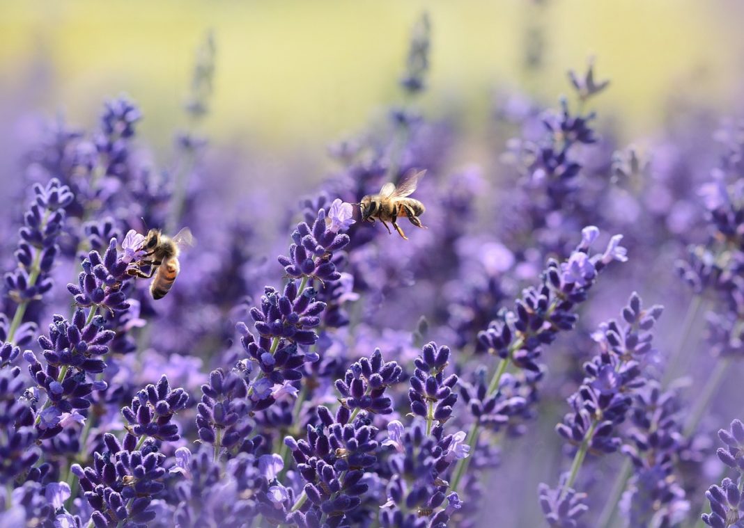 Bienen_Lavendel