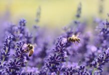 Dürre: Frankreichs Honigerträge werden stark beeinträchtigt sein Bienen_Lavendel