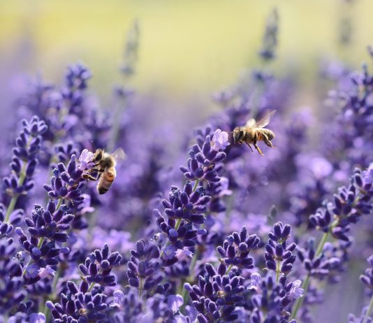 Dürre: Frankreichs Honigerträge werden stark beeinträchtigt sein Bienen_Lavendel