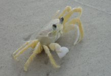 Exotische Tier- und Pflanzenarten machen sich wegen der globalen Erwärmung in Südfrankreich breit Weisse_Krabbe