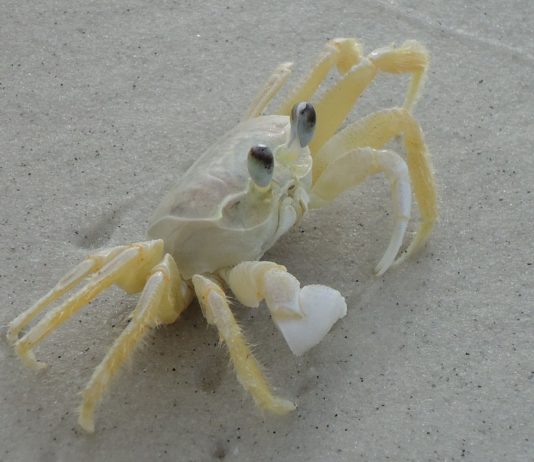 Exotische Tier- und Pflanzenarten machen sich wegen der globalen Erwärmung in Südfrankreich breit Weisse_Krabbe